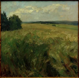 Cornfields